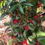 Ardisia crenata Gyümölcs