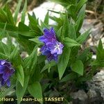 Buglossoides gastonii Λουλούδι