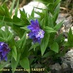 Buglossoides gastonii 花