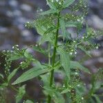 Veronica anagalloides Leaf