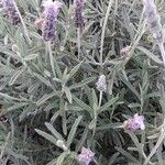 Lavandula dentata Іншае
