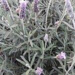 Lavandula dentata Άλλα