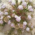 Iberis procumbens Kukka