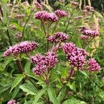 Eupatorium cannabinumപുഷ്പം