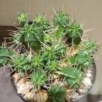 Euphorbia pulvinata Liść