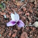 Kaempferia rotunda 花