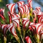 Oxalis versicolor Floare