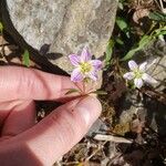 Claytonia caroliniana Floro