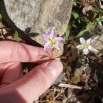 Claytonia caroliniana 花