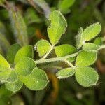 Cytisus villosus List