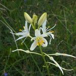 Paradisea liliastrum Flower