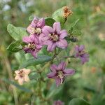 Lycium chinense 花