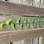 Hedera canariensis Hoja