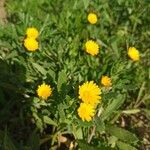 Calendula arvensis花