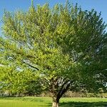 Fagus orientalis Habit