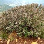 Archirhodomyrtus paitensis Агульны выгляд