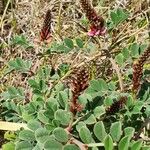 Indigofera schimperi ফুল