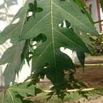 Carica papaya Leaf