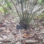 Cycas taiwaniana Blatt