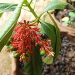 Rauvolfia serpentina Fruit