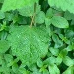 Croton hirtus Leaf