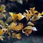 Pourthiaea villosa Blatt