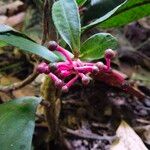 Ardisia griffithii Fruto