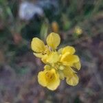 Hirschfeldia incana Flower