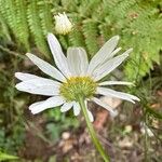 Tripleurospermum inodorum Blüte