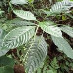 Psychotria darwiniana Folha