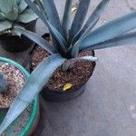 Agave tequilana 花