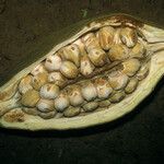 Pachira dolichocalyx Fruit