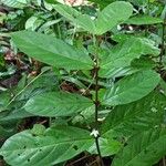 Tricalysia vadensis Leaf