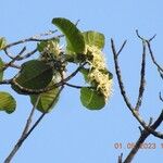 Macoubea guianensis Цвят