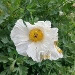 Romneya coulteri Flower