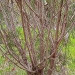 Melaleuca armillaris Bark