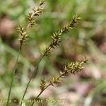 Carex elongata Altro