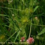 Carex bohemica Plante entière