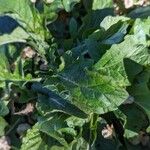Salvia lyrata Habit