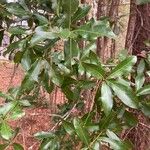 Quercus laurifolia Blad