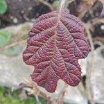 Hydrangea quercifolia Leaf