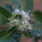 Maerua bussei Floro