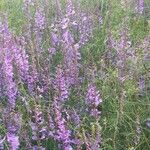 Vicia dalmatica Flower