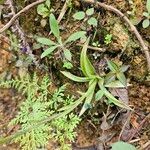 Burmannia disticha Hoja
