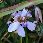 Trimezia coerulea Flower