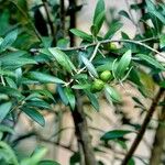 Olea europaea Buveinė