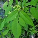 Bidens frondosa Leaf