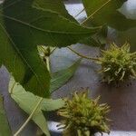 Liquidambar styracifluaPlod