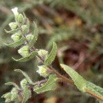 Nonea echioides Blomst