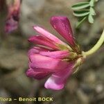 Hedysarum glomeratum Fleur